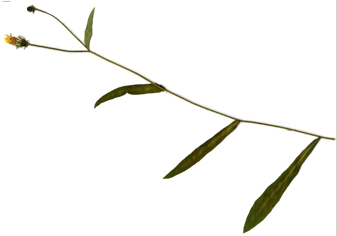 Picris hieracioides subsp. hieracioides (Asteraceae)